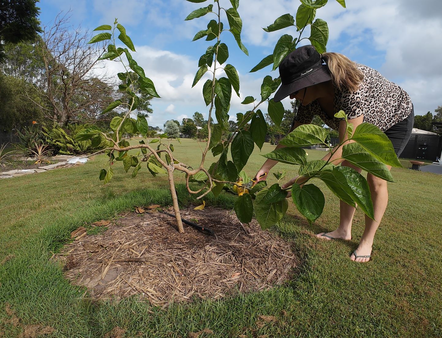 Secateurs cutting a low side shoot from a mulberry tree