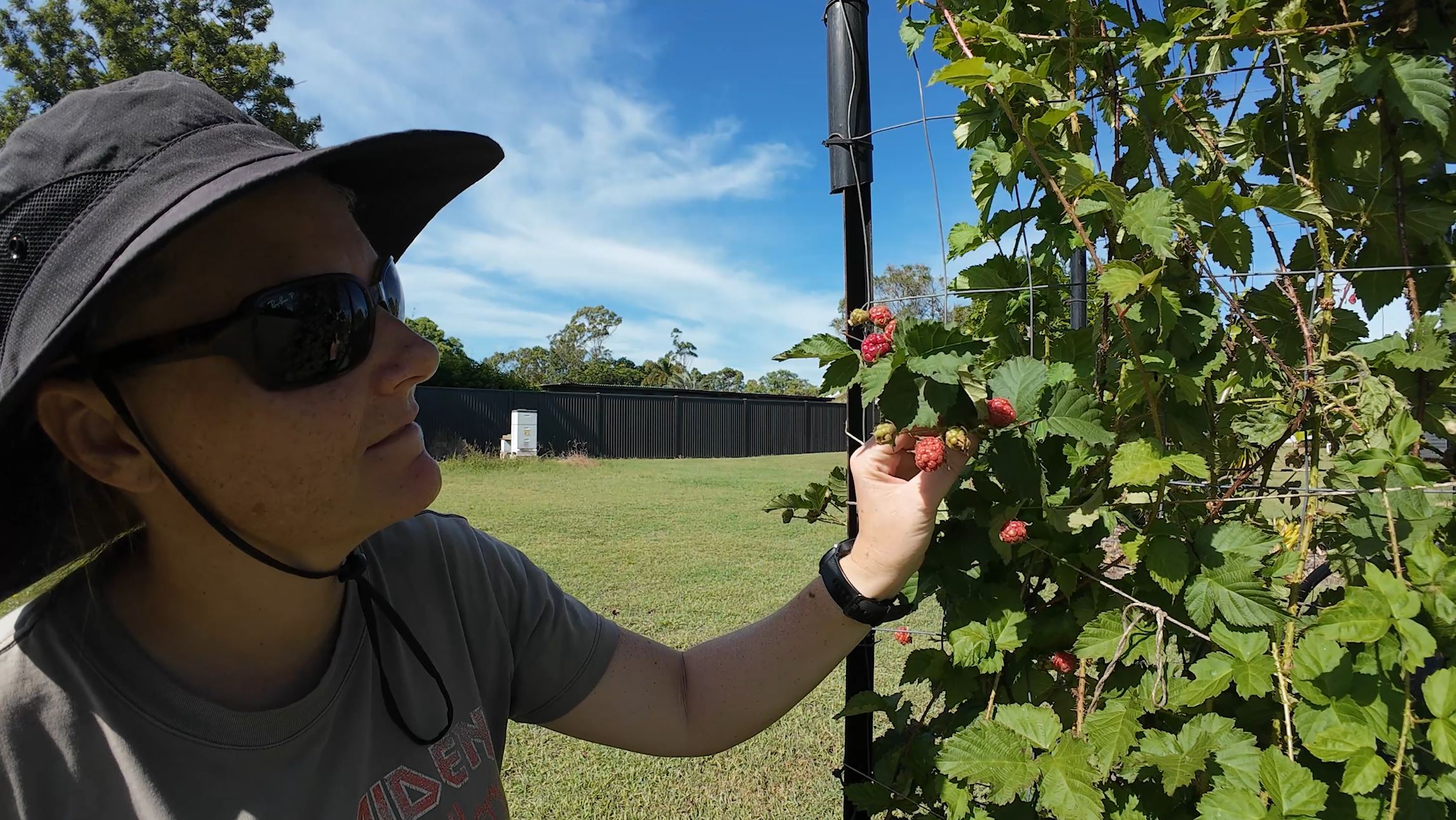 Close up of first boysenberries developing on the vine